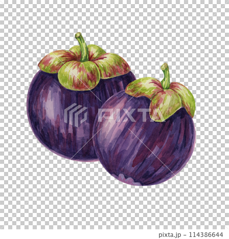 Two Purple mangosteen fruits of the tree tropical exotic Asian plant clipart. Garcinia mangostana watercolor illustration for sticker, label, food menu, cosmetic, beauty, scrapbooking, apparel Two Purple mangosteen fruits of the tree tropical exotic Asian plant clipart. Garcinia mangostana watercolor illustration for sticker, label, food menu, cosmetic, beauty, scrapbooking, apparel 114386644