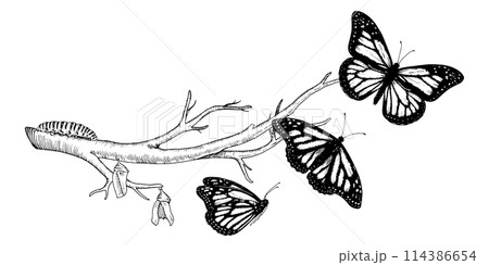 Butterfly Metamorphosis Vector drawing. Hand drawn line art of insect evolution. Black outline illustration of moth transformation. Nature life cycle sketch. On a white isolated background 114386654