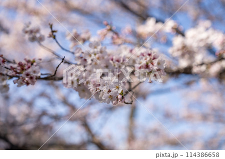 島田市の家山の春の日差しを浴びる桜(静岡県) 島田市の家山の春の日差しを浴びる桜(静岡県) 114386658