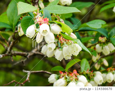 五月の花のドウダンツツジのあいらしさ 114386670
