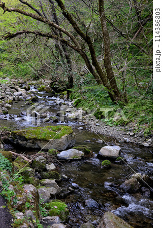 日本の滝百選 勝山 神庭の滝 渓流 岡山県真庭市 日本の滝百選 勝山 神庭の滝 渓流 岡山県真庭市 114386803