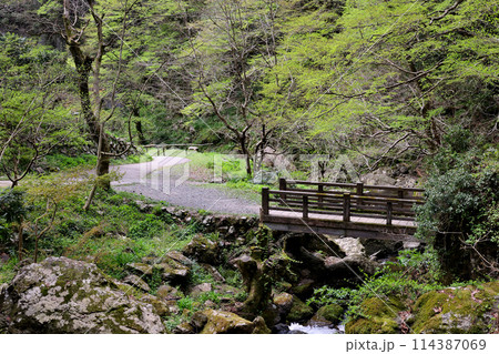 日本の滝百選 勝山 神庭の滝 岡山県真庭市 日本の滝百選 勝山 神庭の滝 岡山県真庭市 114387069