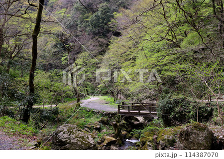 日本の滝百選　勝山　神庭の滝　岡山県真庭市 114387070