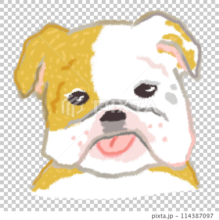 伸出舌頭的鬥牛犬 伸出舌頭的鬥牛犬 114387097
