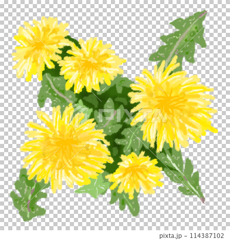 許多蒲公英花 許多蒲公英花 114387102