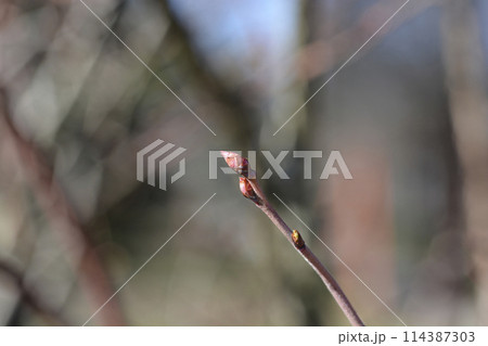 Blueberry Brigitta Blue 114387303