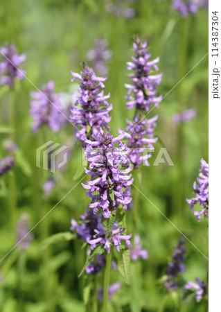 Common hedgenettle 114387304