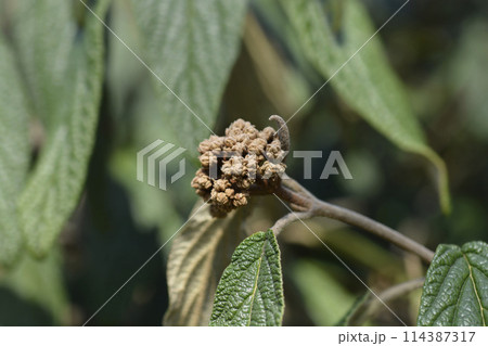Wrinkled viburnum Wrinkled viburnum 114387317
