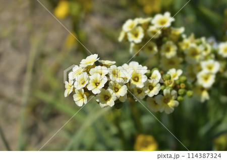 Pale Yellow-eyed Grass 114387324