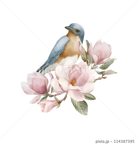 Blue bird on a branch with light pink magnolia flowers. Watercolor illustration hand painted isolated on white background. Spring blossom composition for print, label, logo or cosmetic packaging. Blue bird on a branch with light pink magnolia flowers. Watercolor illustration hand painted isolated on white background. Spring blossom composition for print, label, logo or cosmetic packaging. 114387395