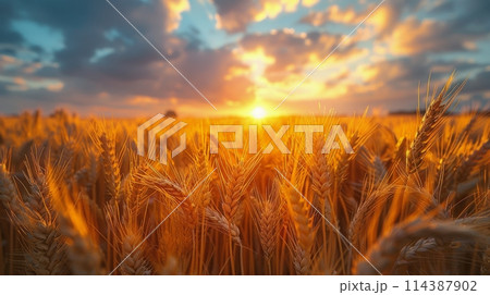 Wheat Field With Setting Sun 114387902