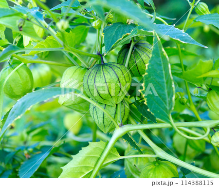Berries of  physalis on a bush . 114388115