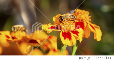 collect the honey 114388134