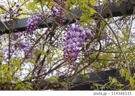 The wisteria flowers  114388135