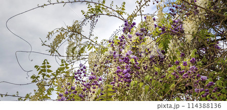wisteria trellis. wisteria trellis. 114388136