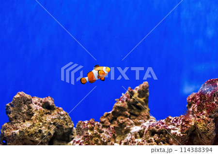 Underwater shot of fish Amphiprion ocellaris Underwater shot of fish Amphiprion ocellaris 114388394