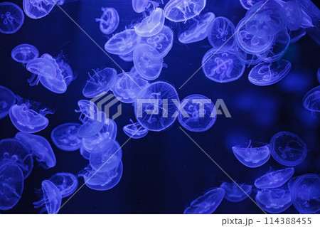 underwater shooting of beautiful Aurelia aurita 114388455