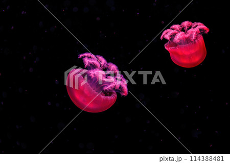 macro photography underwater rhizostoma luteum jellyfish 114388481