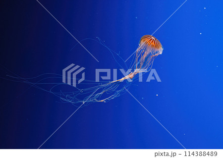 macro photography underwater northern sea nettle or brown jellyfish jellyfish 114388489
