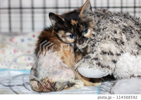 A calico Felidae kitten with blue eyes among other small to mediumsized cats 114388592