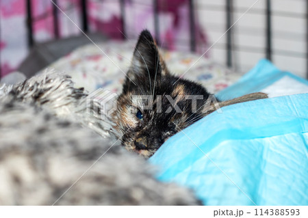 A calico Felidae kitten with blue eyes among other small to mediumsized cats 114388593