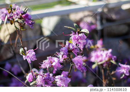 A lovely display of purple flowers adorns a shrub in spring A lovely display of purple flowers adorns a shrub in spring 114388610