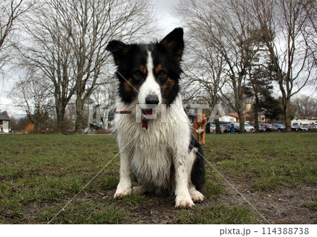 People and their dogs in Vancouver park 114388738