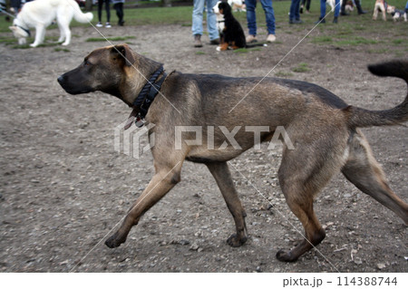 People and their dogs in Vancouver park People and their dogs in Vancouver park 114388744