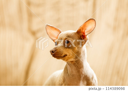 Little dog pinscher ratter prazsky 114389098