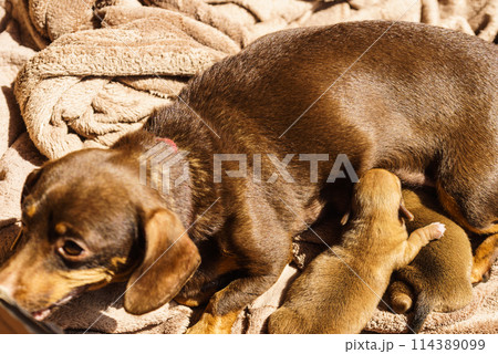 Little dachshund mom feeding puppies newborns Little dachshund mom feeding puppies newborns 114389099