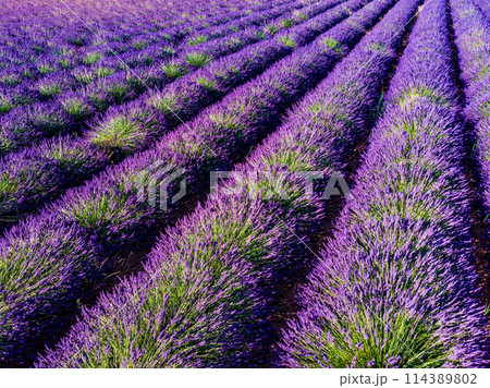 Lavender field in Provence France Lavender field in Provence France 114389802