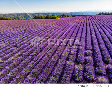 Lavender field in Provence France 114389804