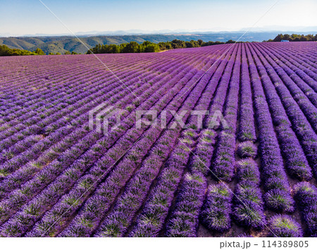 Lavender field in Provence France 114389805