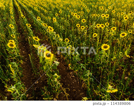 Field of blooming sunflowers, Provence France. Aerial view 114389806