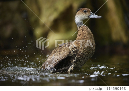 A beautiful duck swims in the water in Denmark. Close-up 114390168