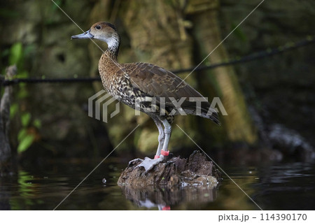 A beautiful duck swims in the water in Denmark. Close-up A beautiful duck swims in the water in Denmark. Close-up 114390170
