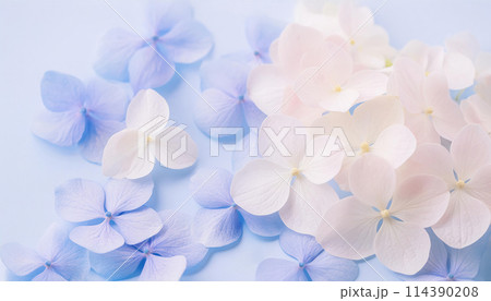 ふんわり白とブルーの紫陽花の花びら（AI生成画像） 114390208