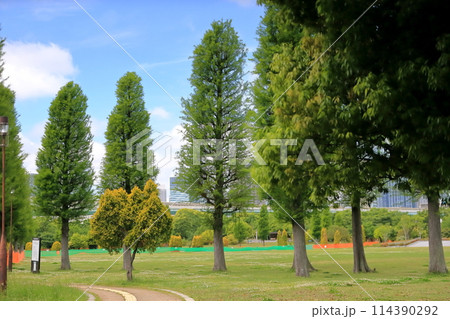 辰巳の森海浜公園の風景(東京都江東区) 辰巳の森海浜公園の風景(東京都江東区) 114390292