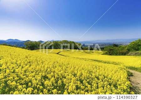 初夏に咲く菜の花 三ノ倉高原の花畑 福島県喜多方市 初夏に咲く菜の花 三ノ倉高原の花畑 福島県喜多方市 114390327
