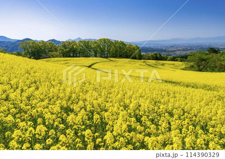 初夏に咲く菜の花 三ノ倉高原の花畑 福島県喜多方市 初夏に咲く菜の花 三ノ倉高原の花畑 福島県喜多方市 114390329