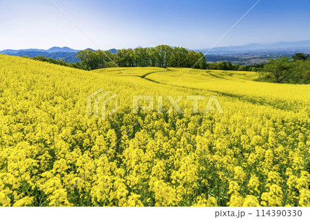 初夏に咲く菜の花　三ノ倉高原の花畑　福島県喜多方市 114390330