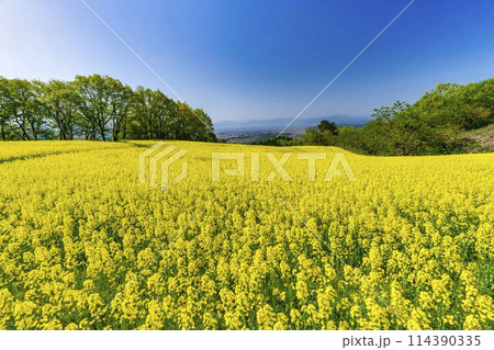 初夏に咲く菜の花　三ノ倉高原の花畑　福島県喜多方市 114390335