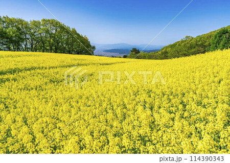 初夏に咲く菜の花　三ノ倉高原の花畑　福島県喜多方市 114390343
