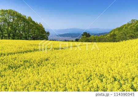初夏に咲く菜の花 三ノ倉高原の花畑 福島県喜多方市 初夏に咲く菜の花 三ノ倉高原の花畑 福島県喜多方市 114390345