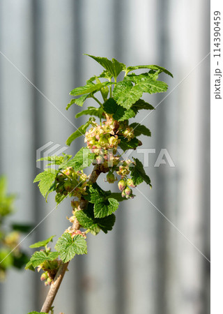 Flowering gooseberry bush in early spring in an orchard. Flowering gooseberry bush in early spring in an orchard. 114390459