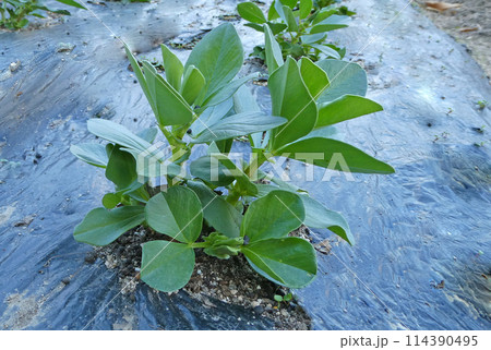 家庭菜園で育てるそら豆の写真 家庭菜園で育てるそら豆の写真 114390495