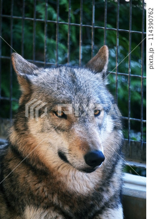 札幌市円山動物園 エゾシカ・オオカミ舎のシンリンオオカミ 114390762