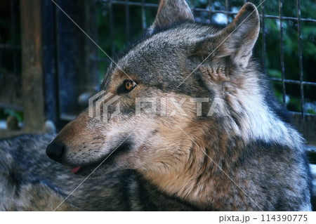 札幌市円山動物園 エゾシカ・オオカミ舎のシンリンオオカミ 114390775