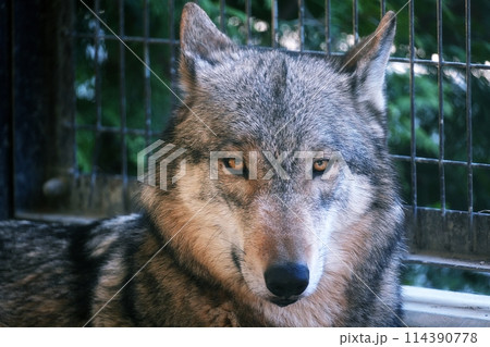 札幌市円山動物園 エゾシカ・オオカミ舎のシンリンオオカミ 札幌市円山動物園 エゾシカ・オオカミ舎のシンリンオオカミ 114390778
