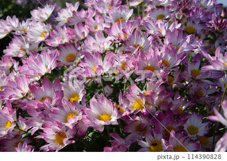 栽培中の食用菊 山形県庄内 114390828